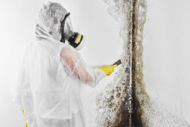 Certified Mold Removal in Washington, IL