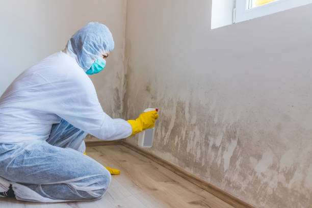 Professional Mold Removal in Washington, IL