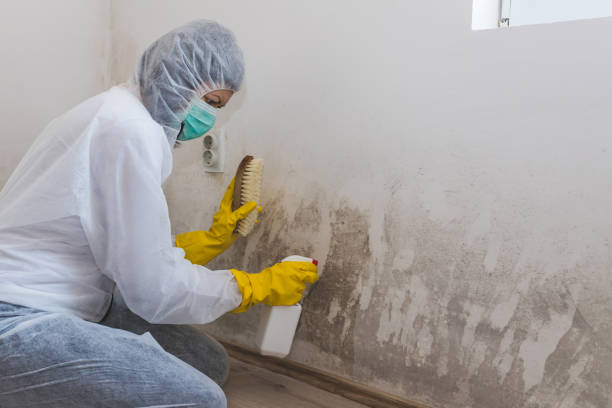 Best Mold Damage Repair  in Washington, IL
