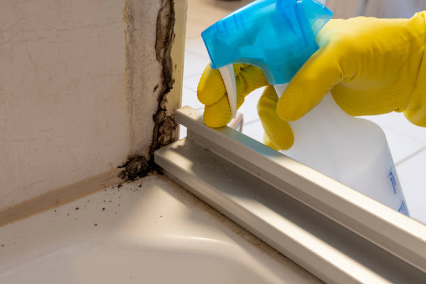 Best Attic Mold Removal  in Washington, IL