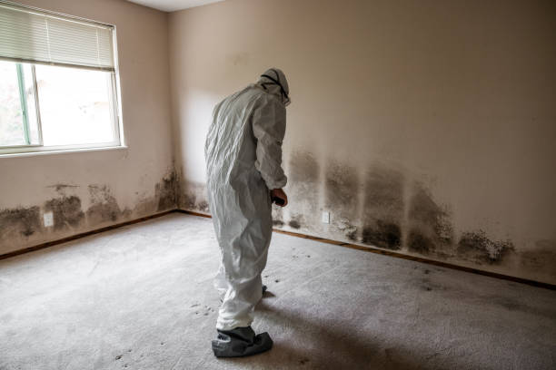 Best Mold Removal Process  in Washington, IL