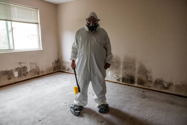 Best Black Mold Removal  in Washington, IL