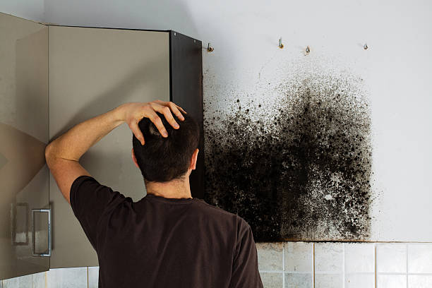 Best Attic Mold Removal  in Washington, IL