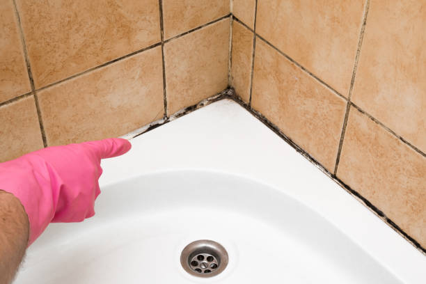 Best Commercial Mold Removal  in Washington, IL